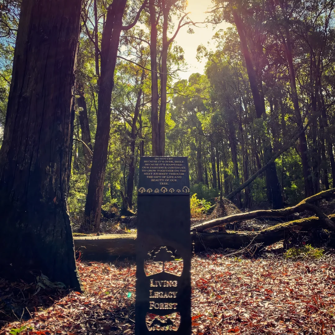 Memorial Trees To Plant In Western Australia Jarrah Eucalyptus Wellington Dam Legacy Forest