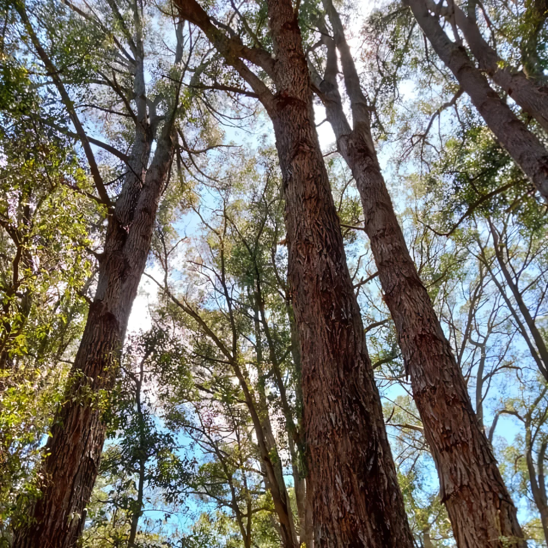  One Of A Memorial Tree To Plant For Deceased Loved One Is Blackbut Eucalyptus Available In Wellington Dam Living Legacy Forest Western Australia