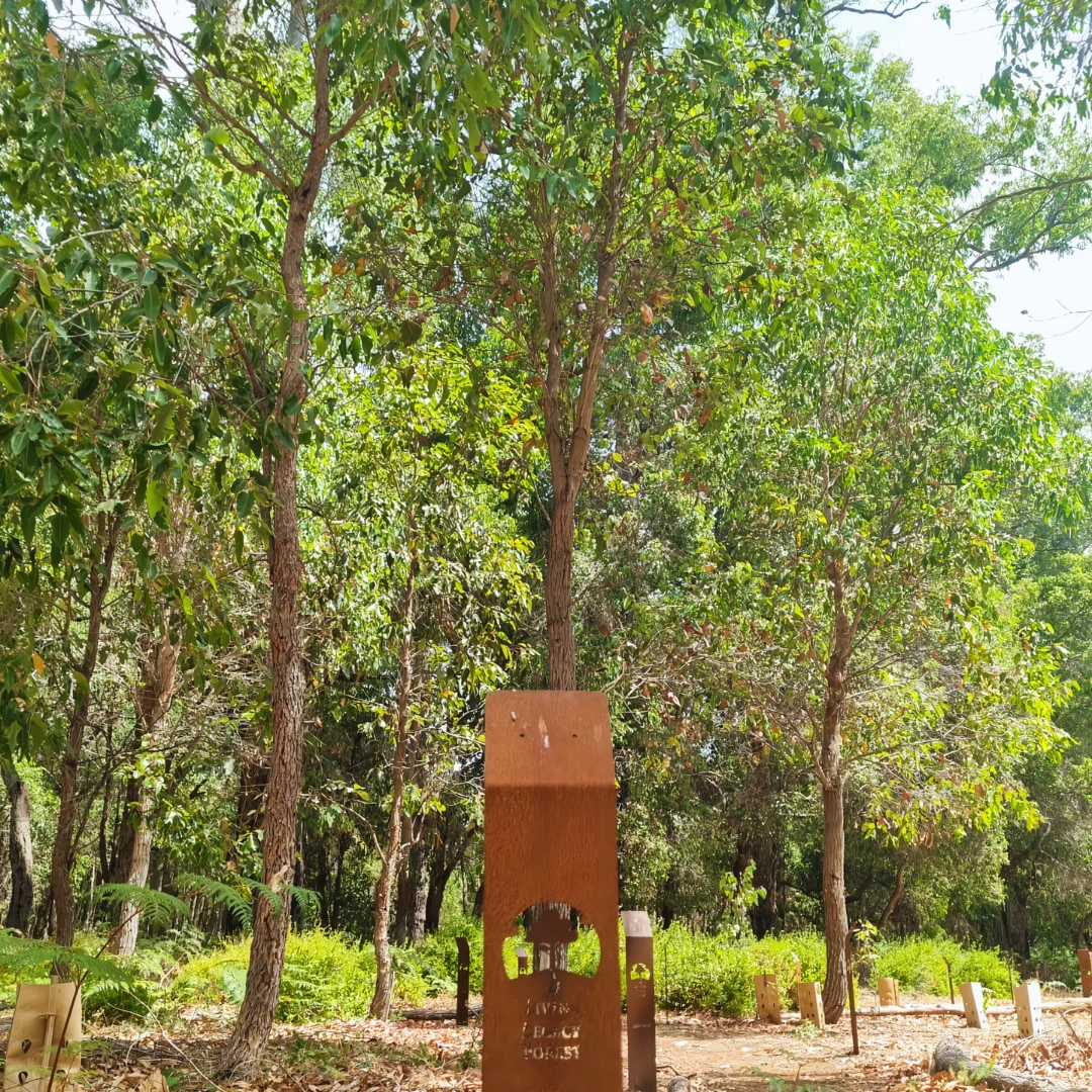 Bullich Eucalyptus Is one Of The Living Legacy Memorial Tree You Can Plant And Become Into At Wellington Dam Living Legacy Forest