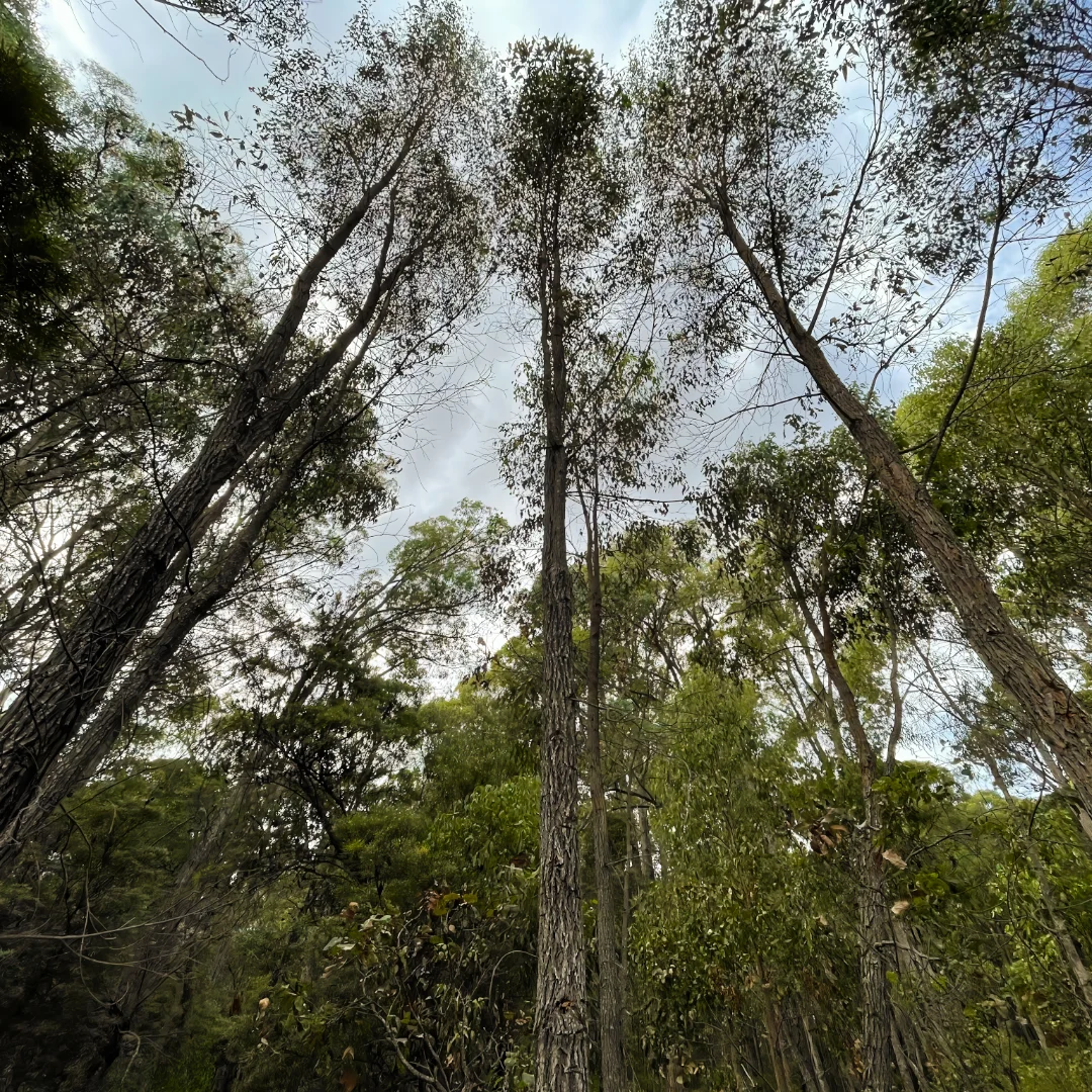 Bullich Eucalyptus Is one Of The Living Legacy Memorial Tree You Can Plant And Become Into At Wellington Dam Living Legacy Forest
