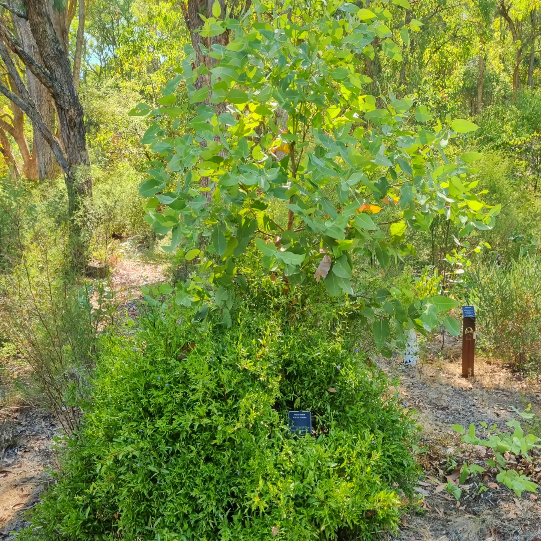 Bullich Eucalyptus Is one Of The Living Legacy Memorial Tree You Can Plant And Become Into At Wellington Dam Living Legacy Forest