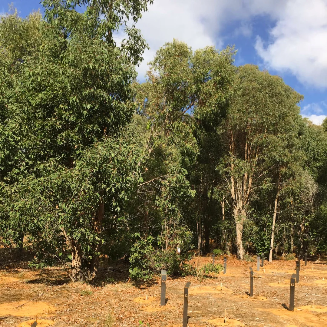 Bullich Eucalyptus Is one Of The Living Legacy Memorial Tree You Can Plant And Become Into At Wellington Dam Living Legacy Forest