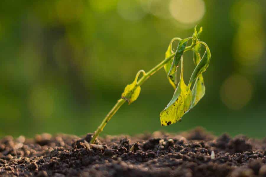 The environmental effect and condition of raw ashes to the soil and tree health