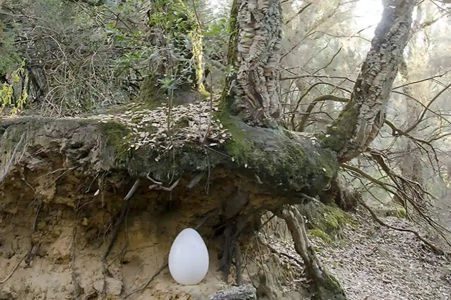 Is tree pod burial available in Australia? full answer here