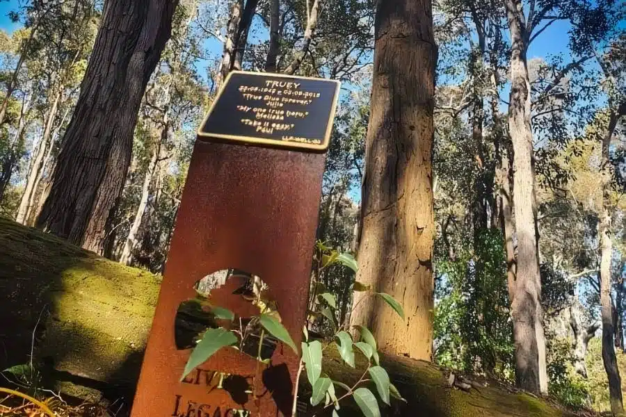 One of the best things to do with human ashes in Perth is Living Legacy Trees and its The Most Eco-Friendly Option In Perth
