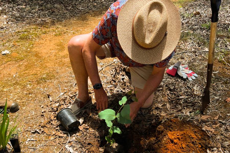 Read here all information about the process of Living Legacy Trees in Australia