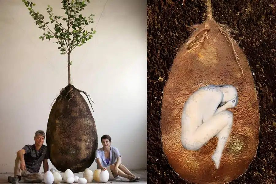 Read here the full answer of what is a tree pod burial in Australia