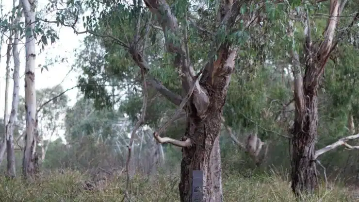 New burial option for grieving WA families given green light in national park