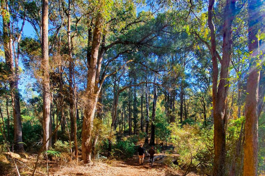 About Wellington Dam Living Legacy Forest