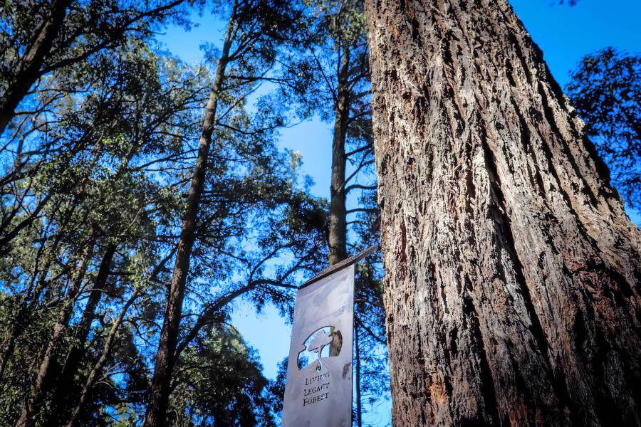 Eco-Friendly Funeral In Australia At Wellington Dam Living Legacy Forest