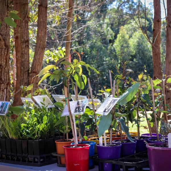 How Living Legacy Trees Work