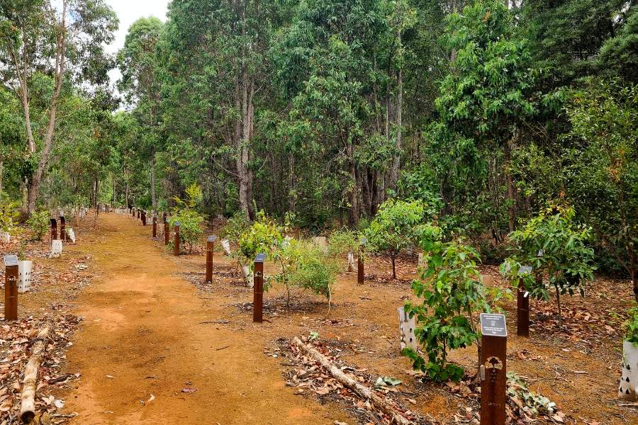 A memorial garden for ashes in Western Australia Wellington Dam Living Legacy Forest