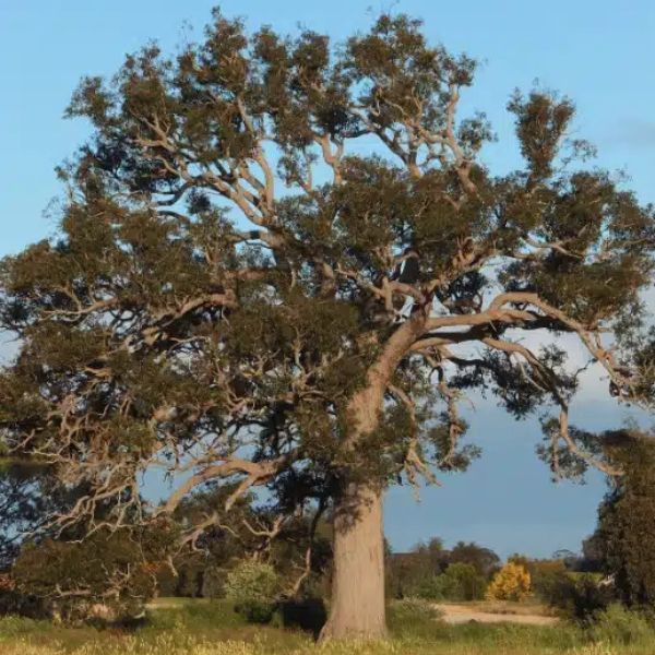 Planting A Memorial Tree In Western Australia Jarrah Tree At Wellington Dam Living Legacy Forest