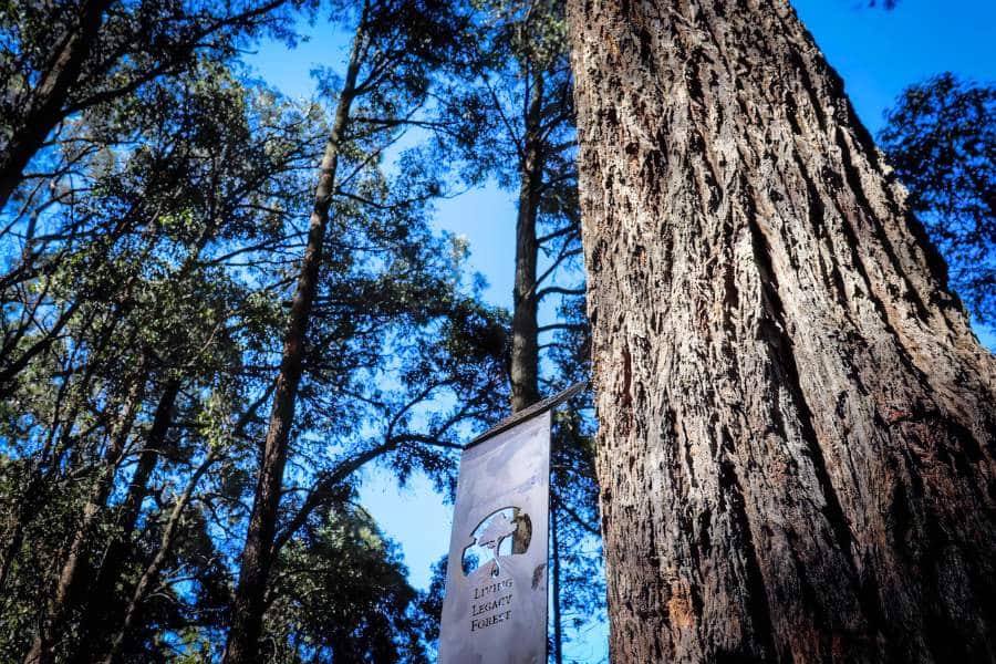 A Living Legacy Memorial Tree and its bronze plaque at Wellington Dam Living Legacy Forest located in Worsley Western Australia