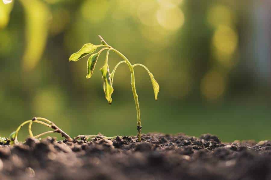 Ashes can harm the environment
