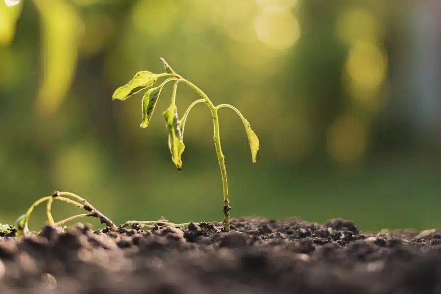 Ashes can harm the environment