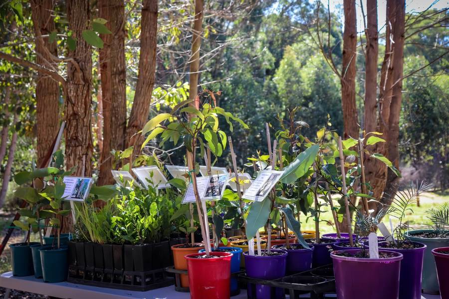 The Process Of Memorial Trees In Australia Where You Choose A Living Legacy Tree At Wellington Dam Living Legacy Forest