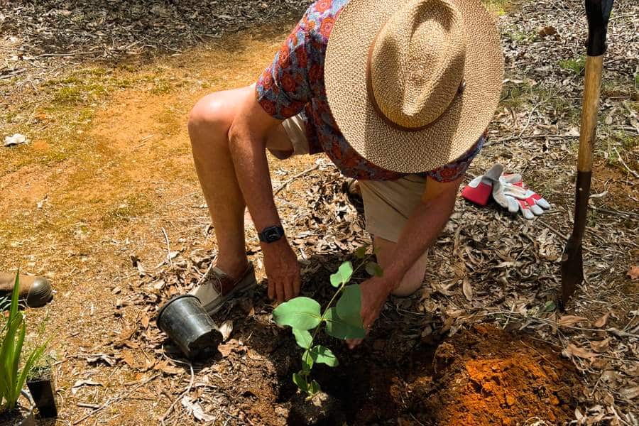 The full explanation of the process of memorial tree planting in Australia