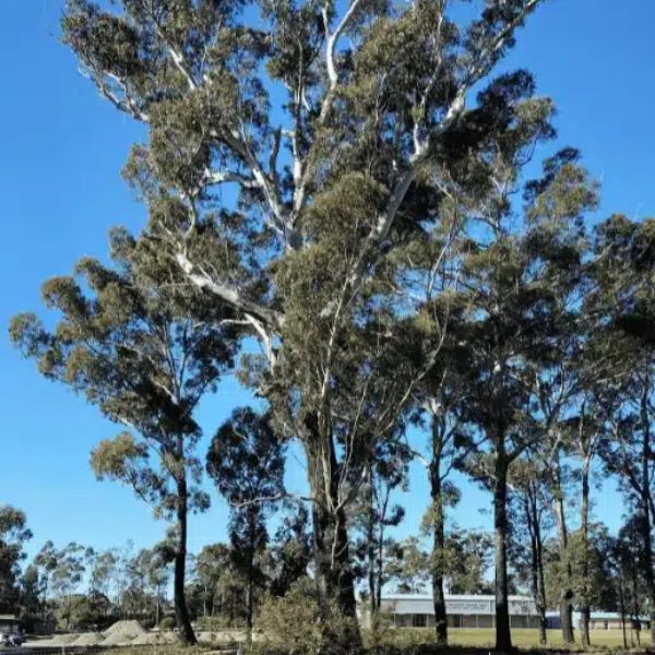 Types Of Memorial Tree I Can Plant In Western Australia Blackbut At Wellington Dam Living Legacy Forest