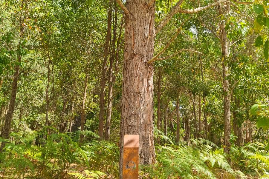 What Are The Types Of Memorial Trees You Can Plant In Perth Australia?