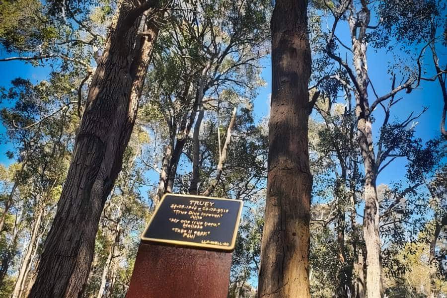 A memorial tree in Perth Australia, learn the definition and explanation here
