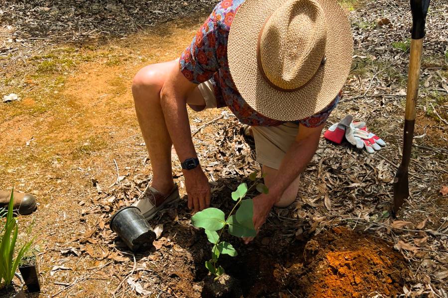 What Is The Process Of Memorial Trees In Australia By Wellington Dam Living Legacy Forest