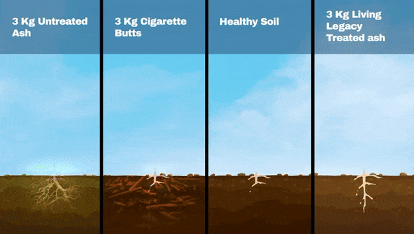 Ash Scattering