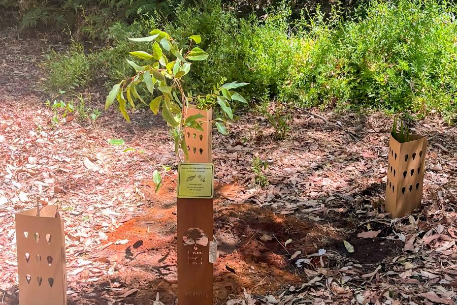 What is the price of memorial trees in Perth? It starts form AUD 2000