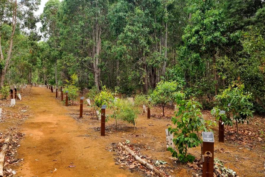 Living Legacy Tree is an eco friendly alternative to burial in Perth Australia