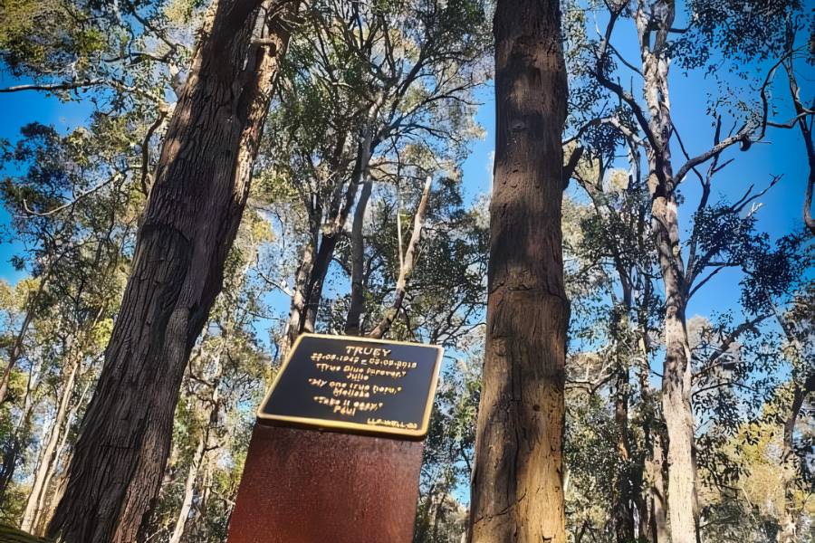 Explore the types of memorial trees to plant in Australia by Wellington Dam Living Legacy Forest