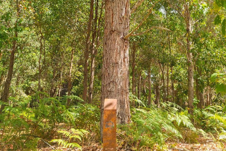 Memorial trees in Western Australia