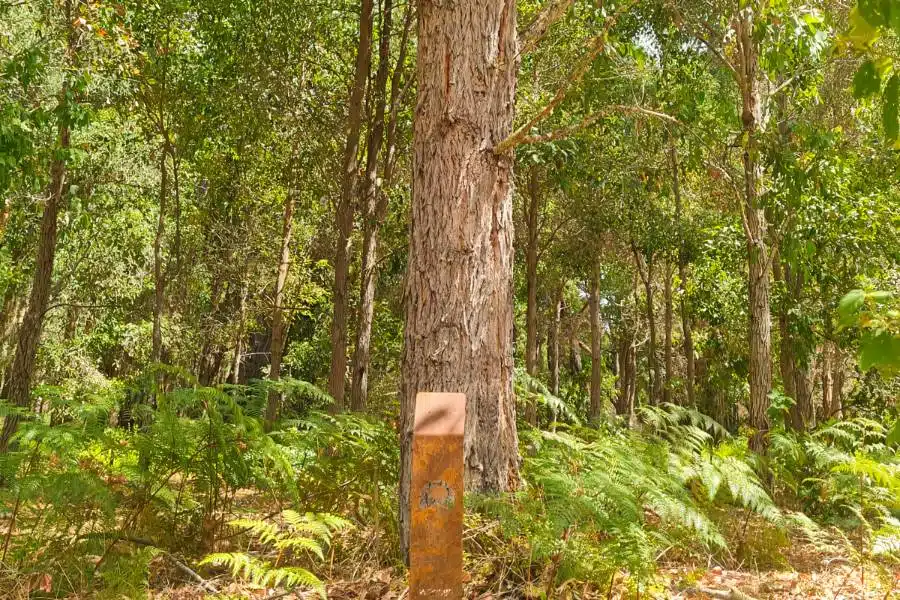 Memorial trees in Western Australia