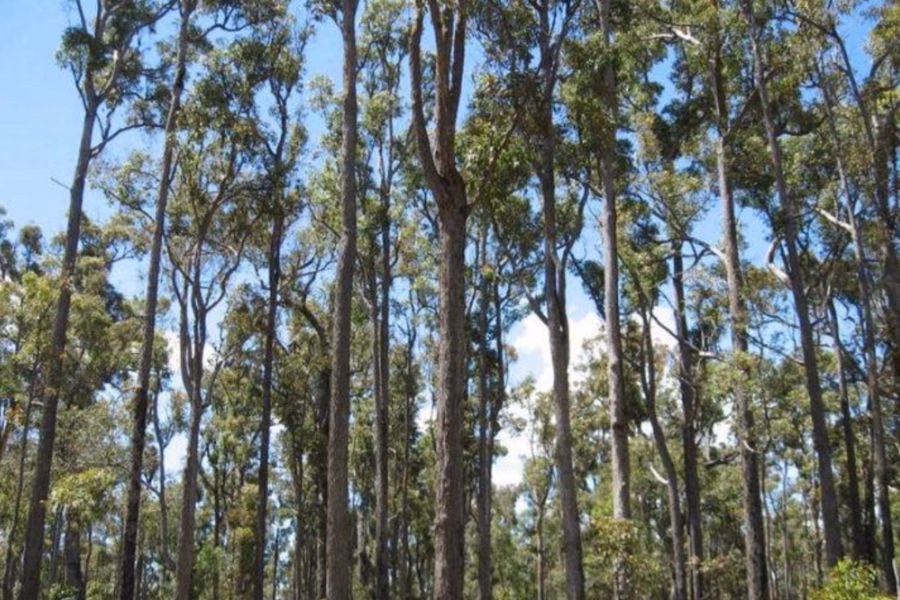 How long a Jarrah Tree live?