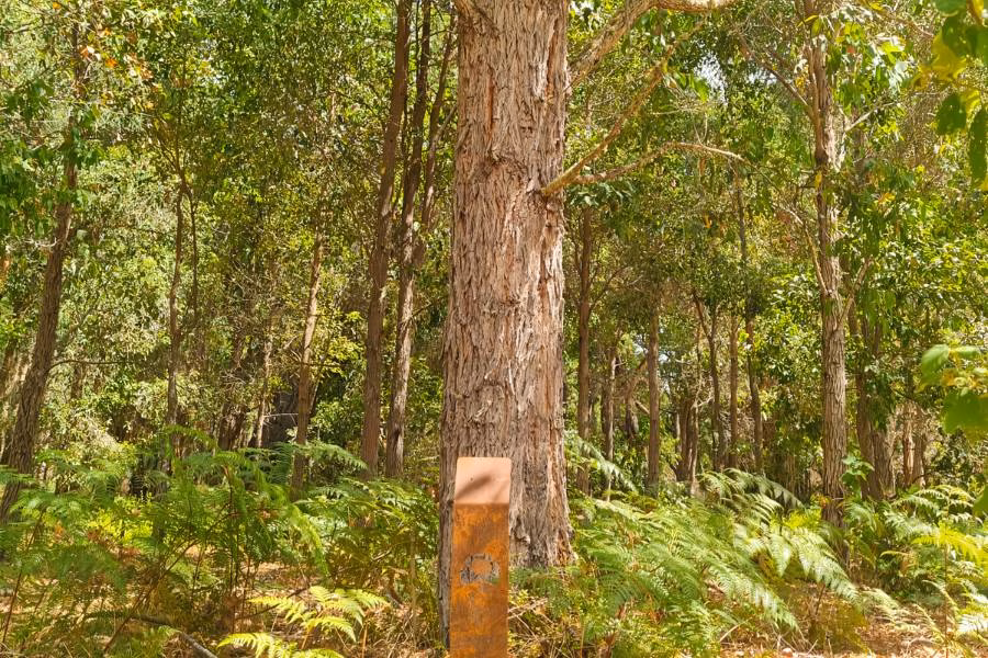 A Living Legacy Tree at Wellington Dam Living Legacy Forest so that you can become a tree when you die in Australia