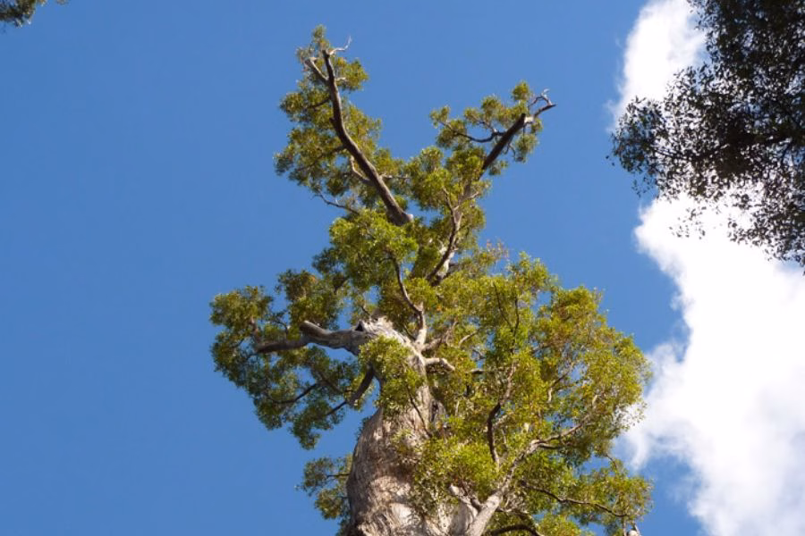 You can see a Jarrah Tree at Wellington Dam Living Legacy Forest