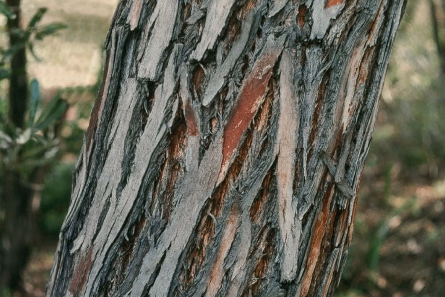 Is Jarrah Wood Termite Resistant Picture By Robert Powell Tree Pictures