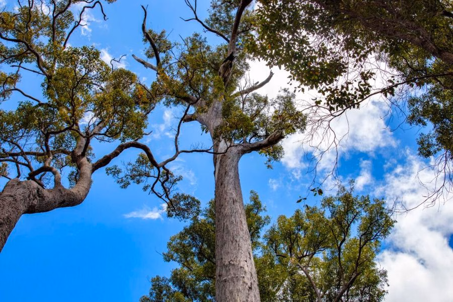 Full guide about Jarrah Tree Western Australia