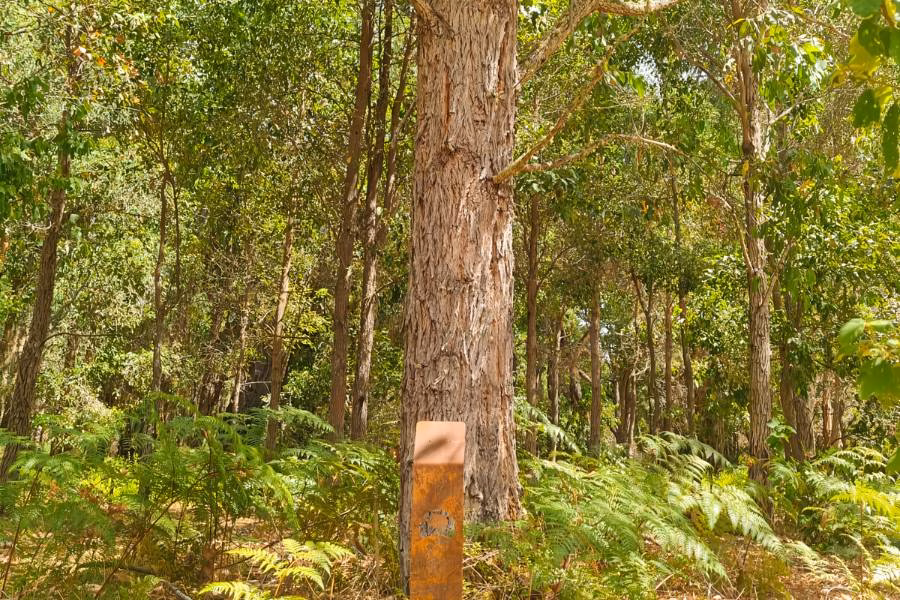 A Living Legacy Tree at Wellington Dam Living Legacy Forest