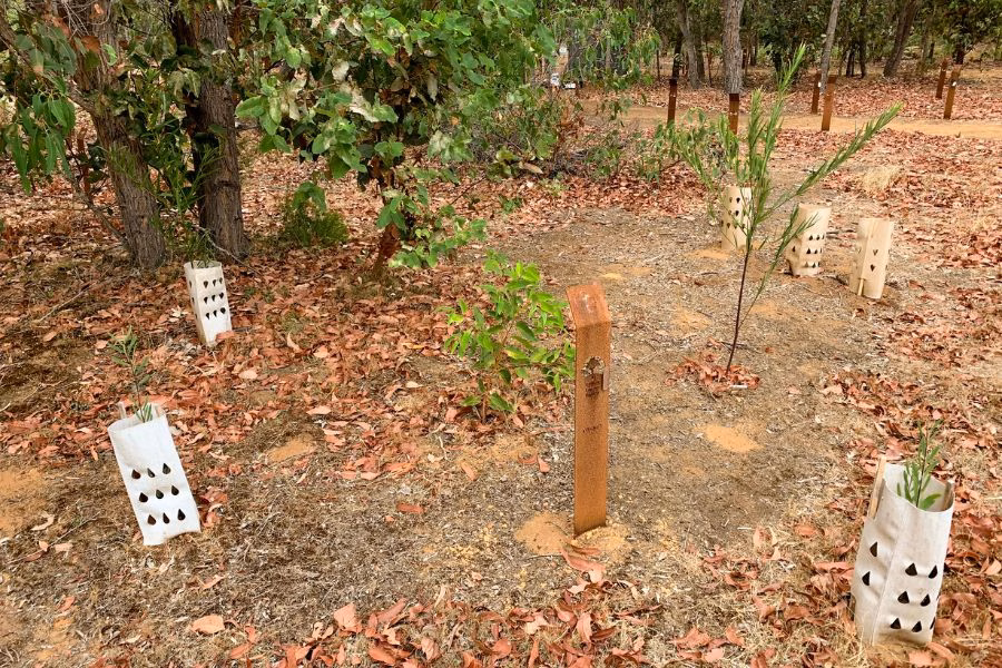 The top choice of things to do with ashes in Bunbury Western Australia is turning ashes into Living Legacy Trees at Wellington Dam Living Legacy Forest
