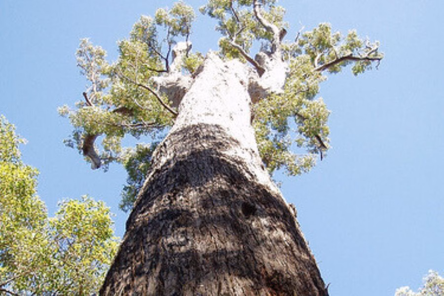 Jarrah Tree Western Australia Full Guide By Wellington Dam Living Legacy Forest