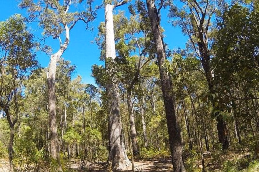 The Jarrah Tree Western Australia At Wellington Dam Living Legacy Forest