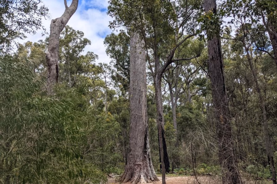 A Jarrah Tree in Western Australia