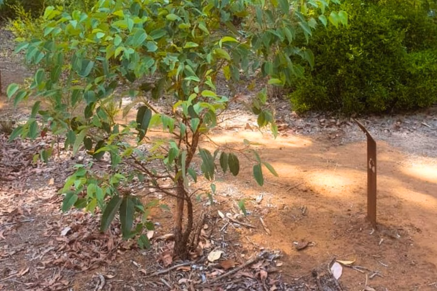 A Jarrah Tree at Wellington Dam Living Legacy Forest Western Australia