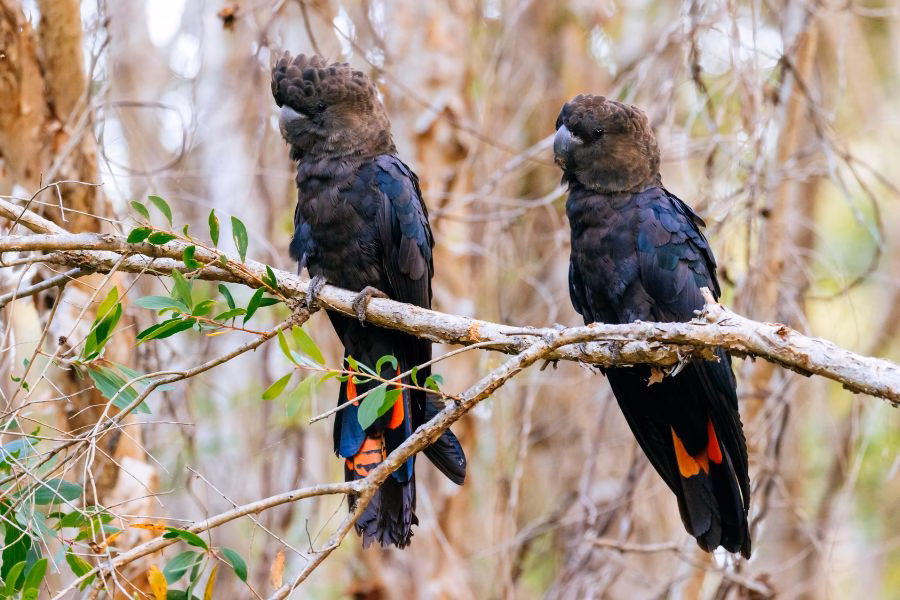 The jarrah trees in Western Australia are important to wildlife habitats, such as those of black cuckatoos