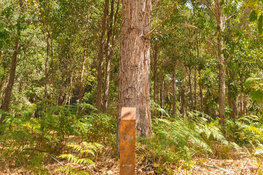A Memorial Tree At Wellington Dam Living Legacy Forest Western Australia