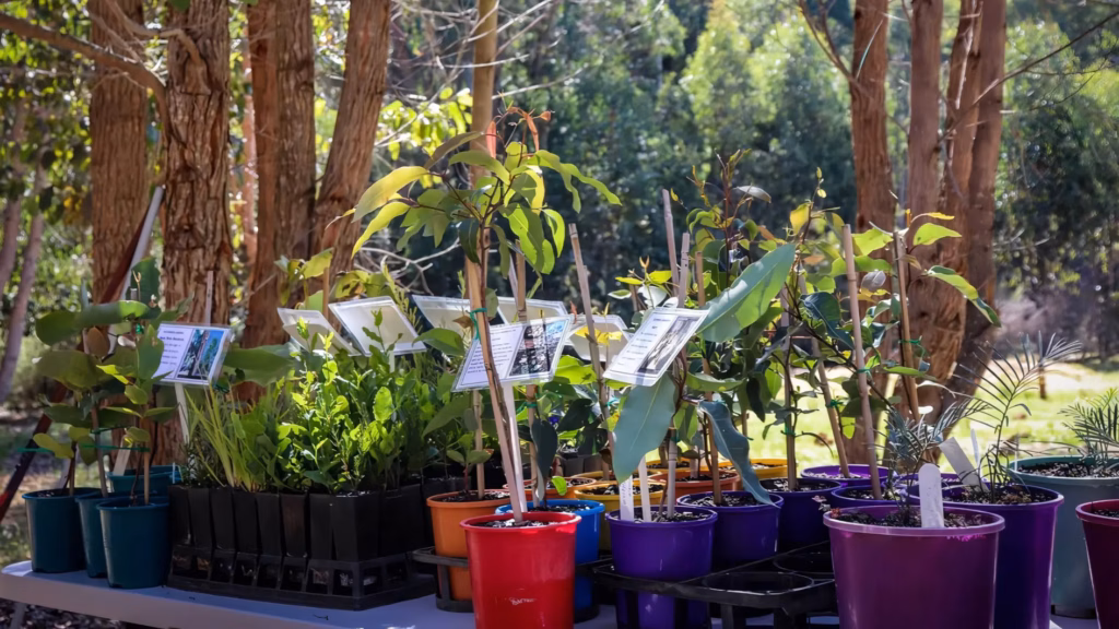 options are varied and it’s best to choose your memorial tree