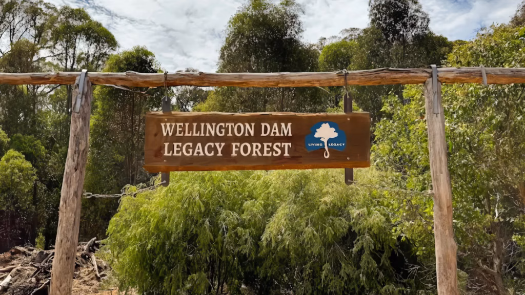 ashes into tree available in wellington dam living legacy forest