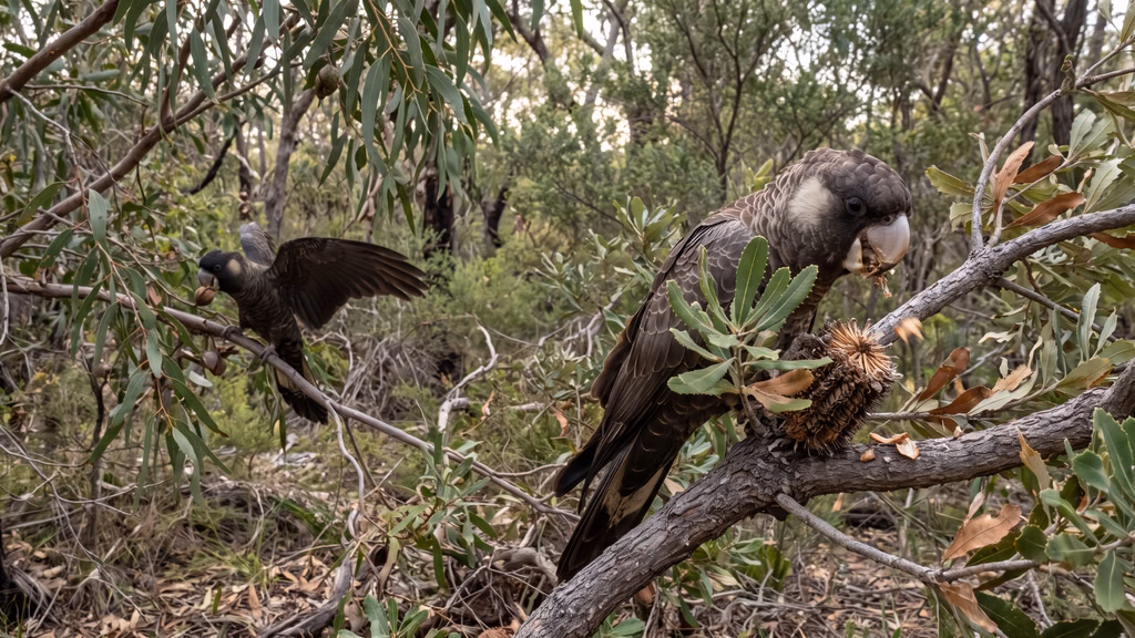 Baudin’s black cockatoos feeding in native forest