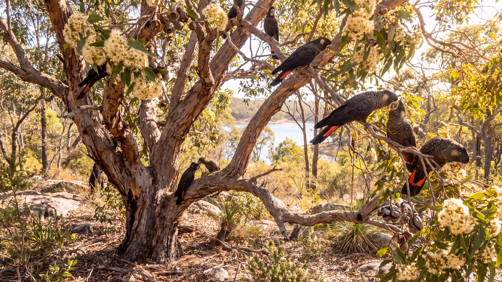 Black cockatoos feeding in a flowering marri tree