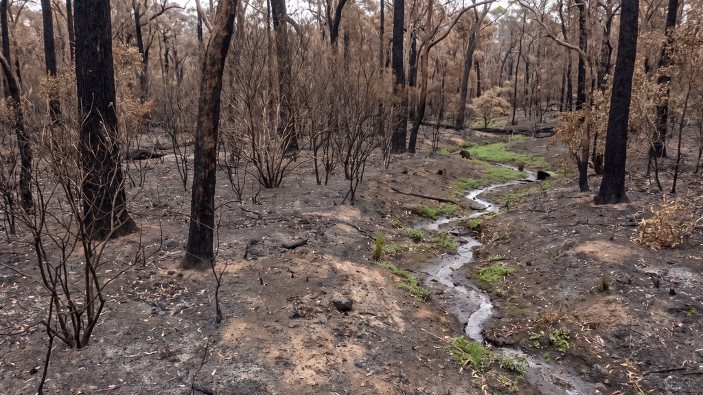Bushfire-affected Southwest WA forest